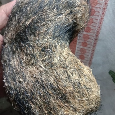 名贵中药猪宝