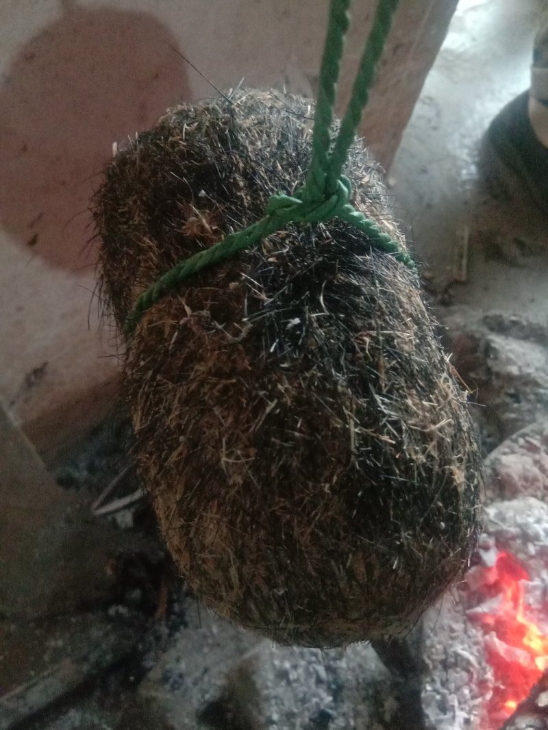 名贵中药猪宝