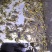 黄粉虫