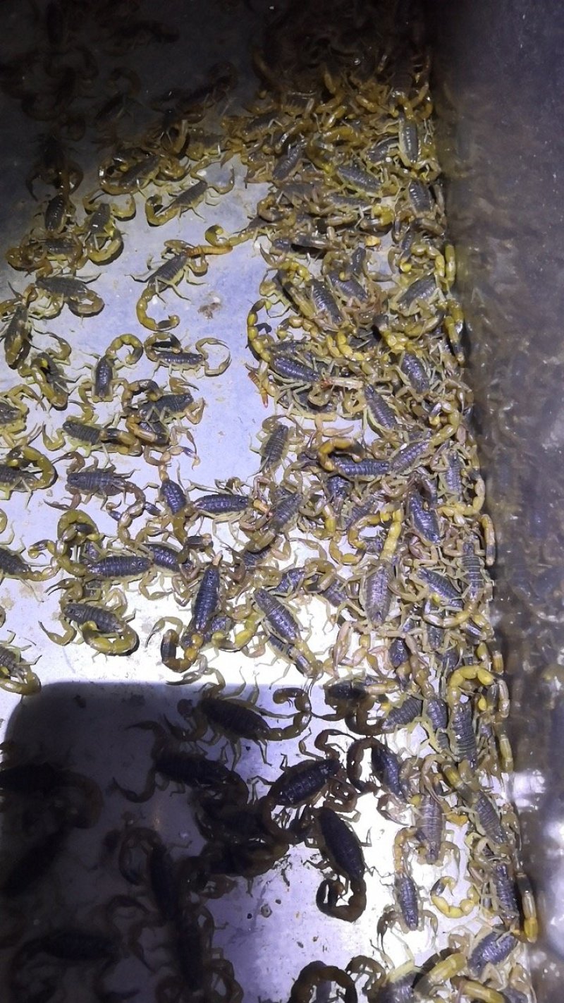 黄粉虫