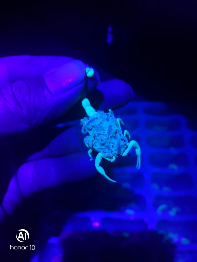 黄粉虫