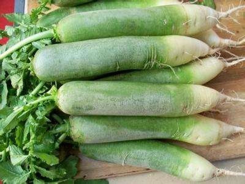 潍坊天星二号瓜茬萝卜潍县萝卜脆甜1~1.5斤起