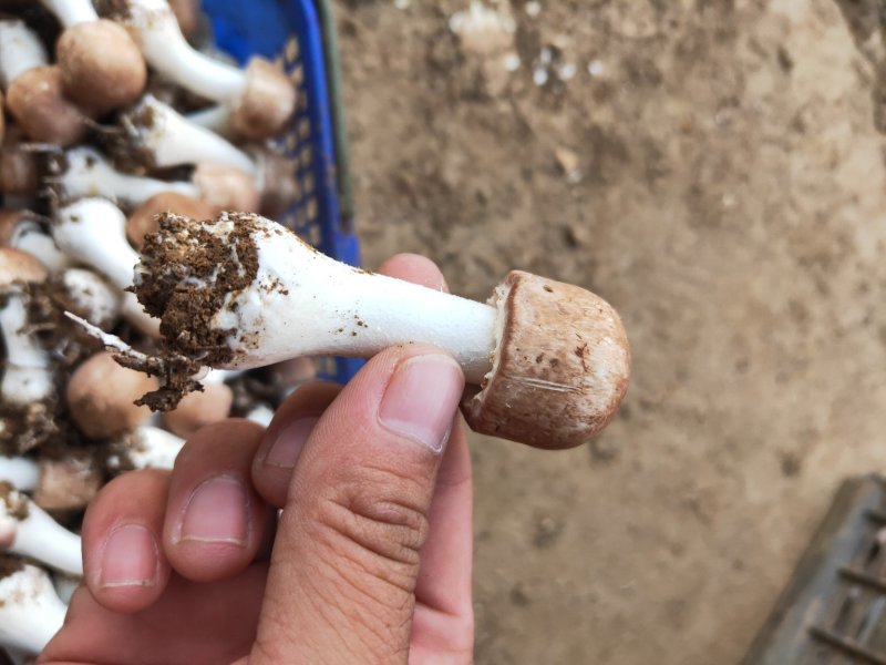 干香菇，姬松茸