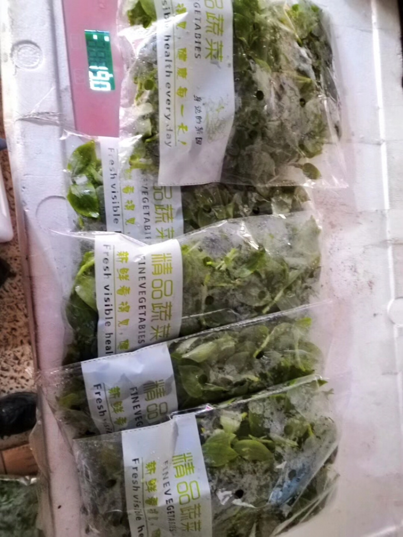 石斛叶，散装，袋装都可山东石斛叶野菜特菜大量供应