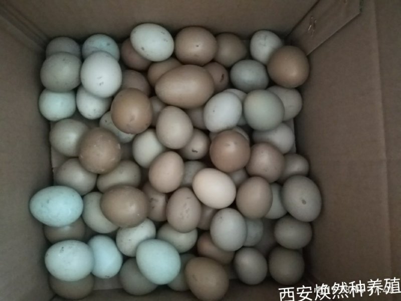 野鸡蛋