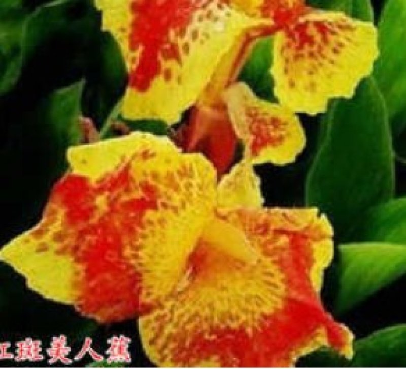 美人蕉种球，基地直发矮化美人蕉，绿化用，红色，黄色，紫