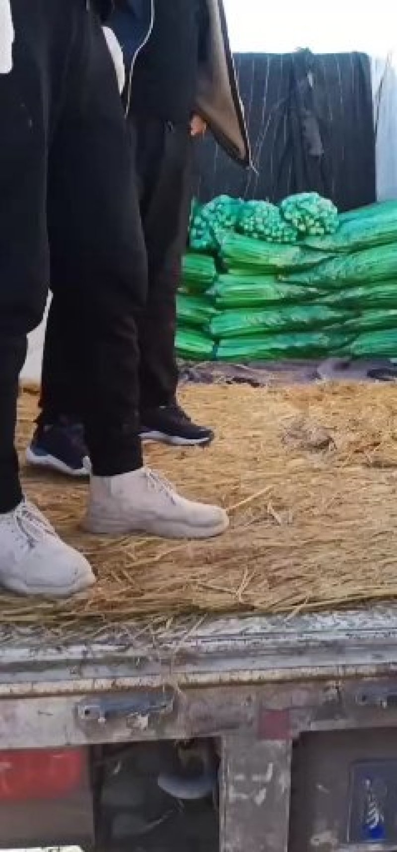 滑县优质芹菜装车走货中，