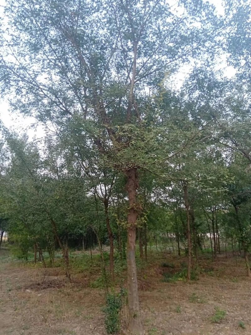 皂角树，大规格皂角，5—80公分