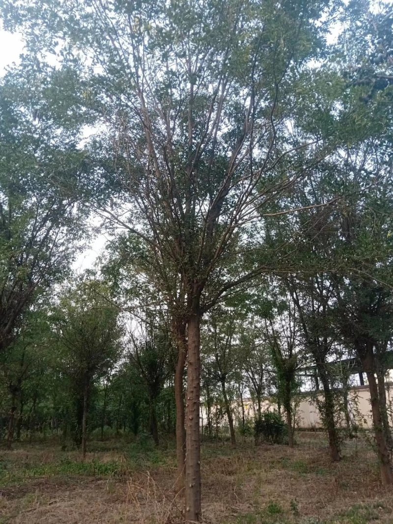 皂角树，大规格皂角，5—80公分