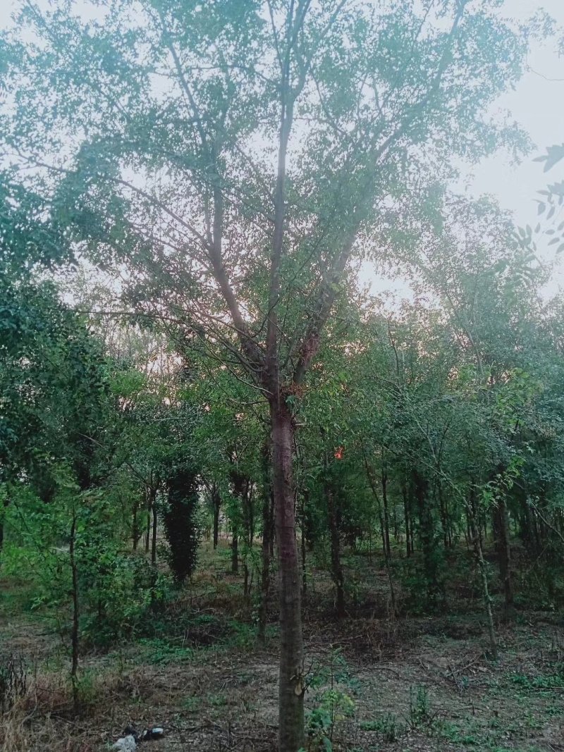 皂角树，大规格皂角，5—80公分