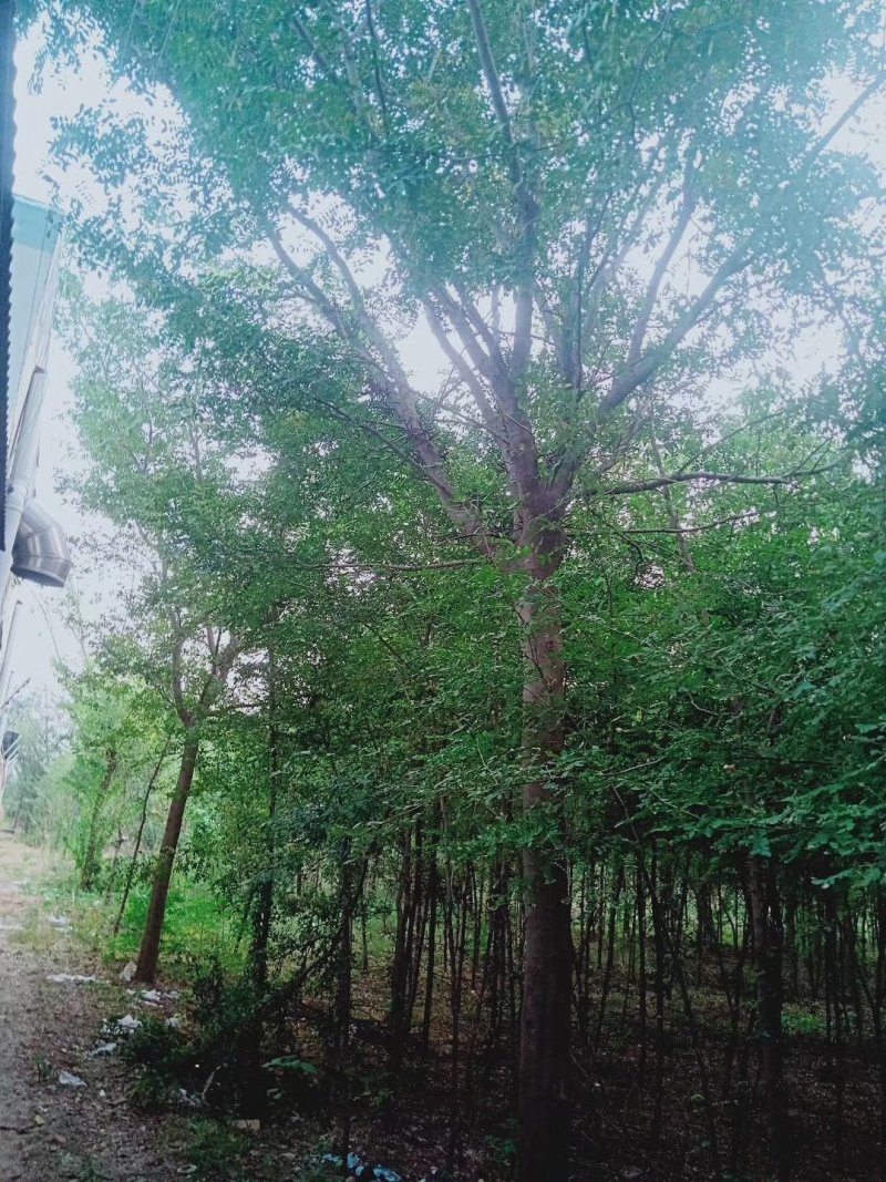 皂角树，大规格皂角，5—80公分