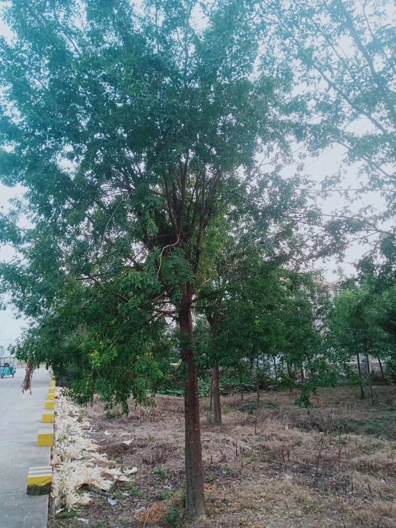 皂角树，大规格皂角，5—80公分
