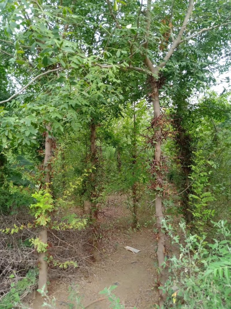 皂角树，大规格皂角，5—80公分