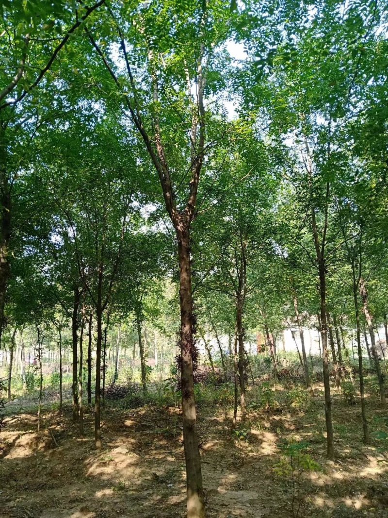 皂角树，大规格皂角，5—80公分