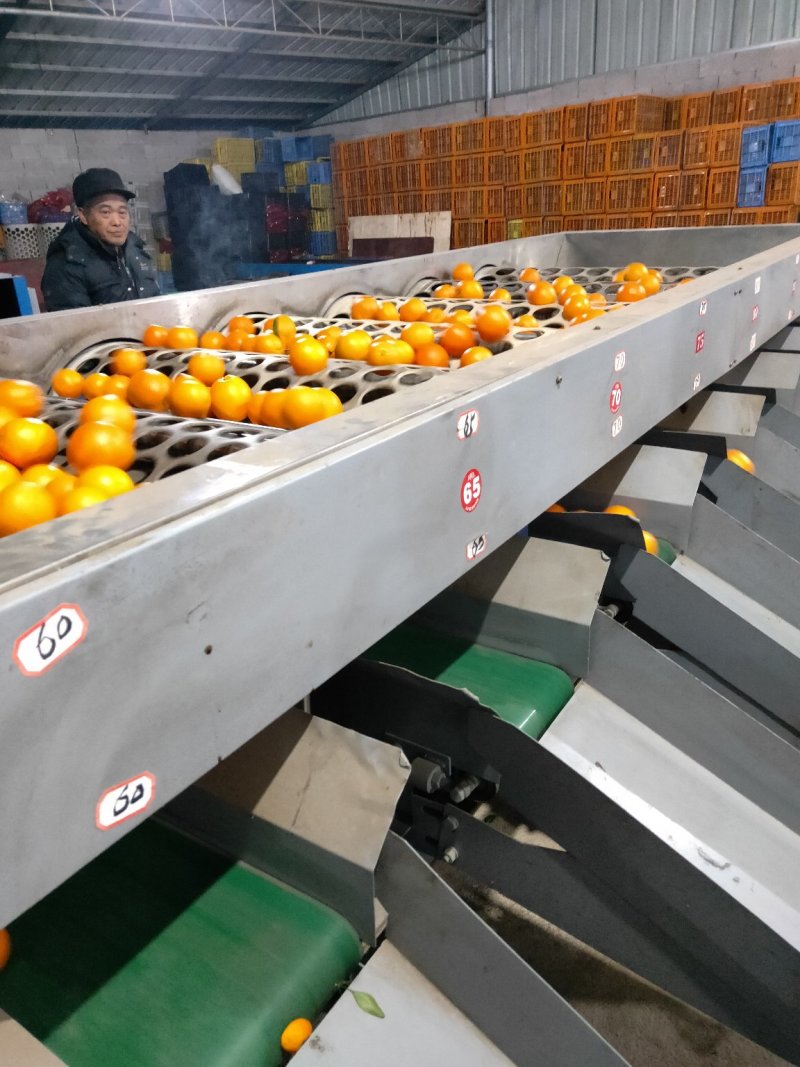优质广西纽荷尔脐橙大量有货可预定现摘现卖质优价廉量大从优