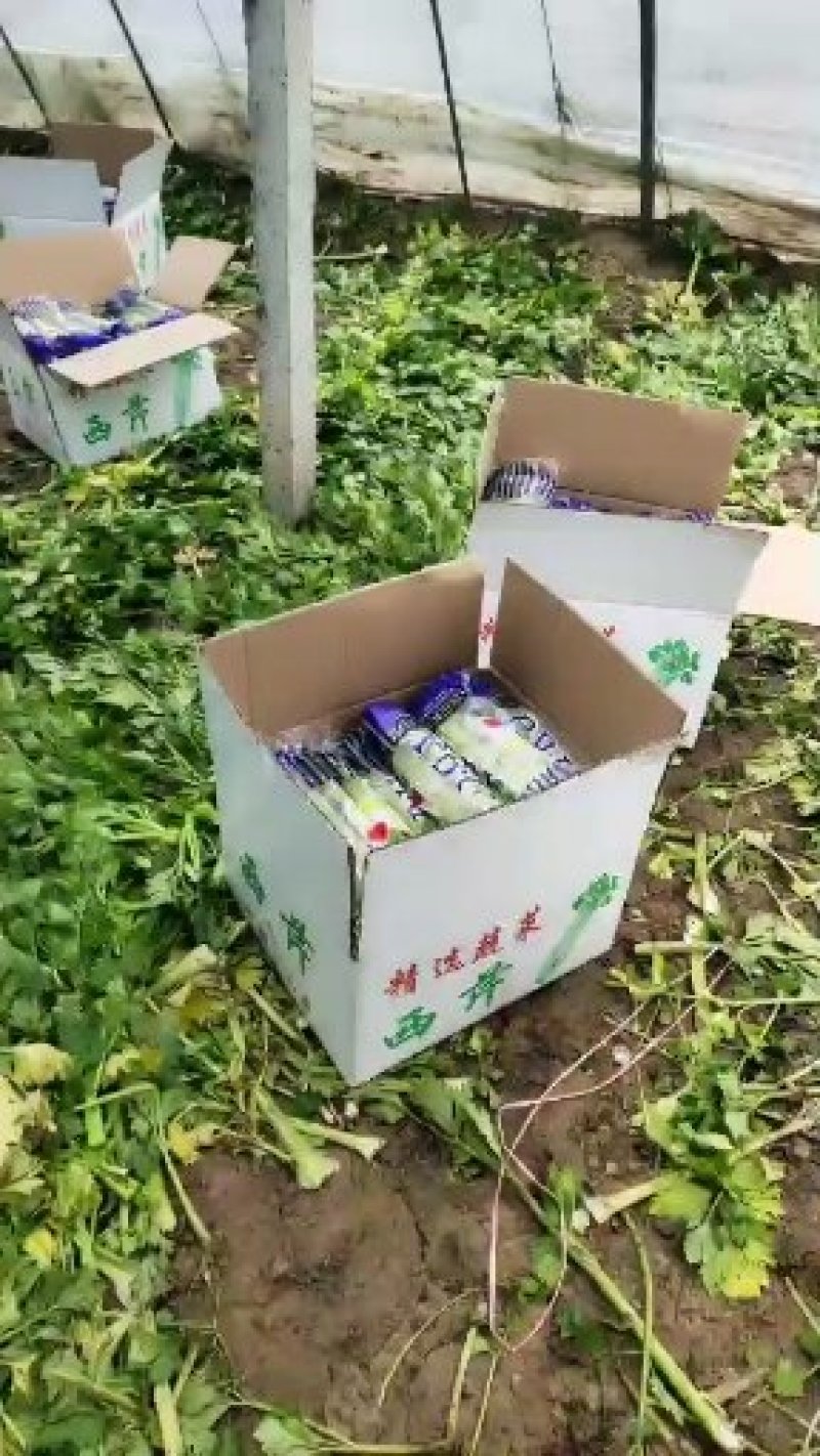 优质暖棚西芹大颗（1.8斤以上）北方专用，产区直采