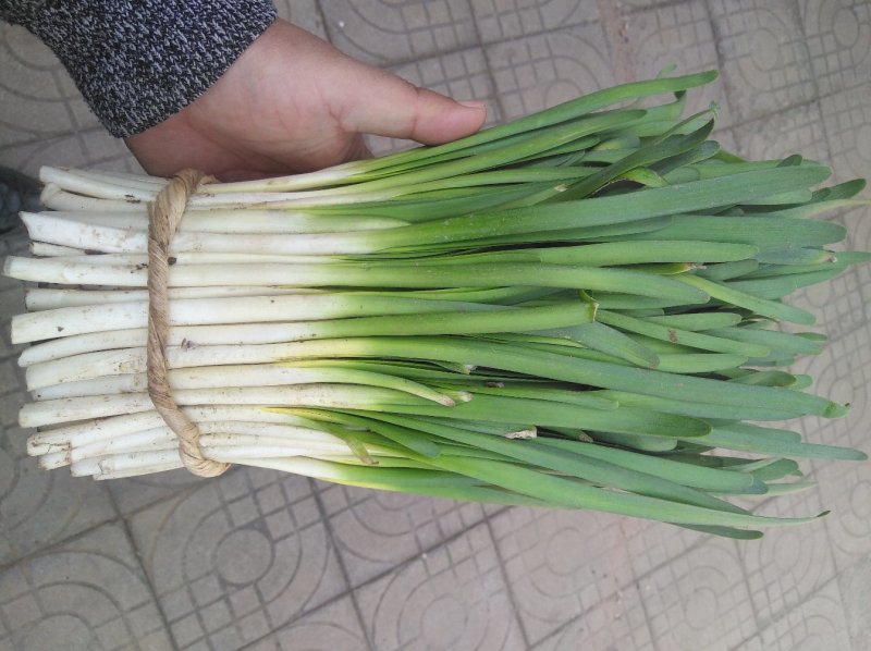 太白韭菜头茬，全国发货，口感醇香，欢迎选购