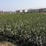 价格可谈批量供应高产嫁接油茶苗长林系列15-100公分