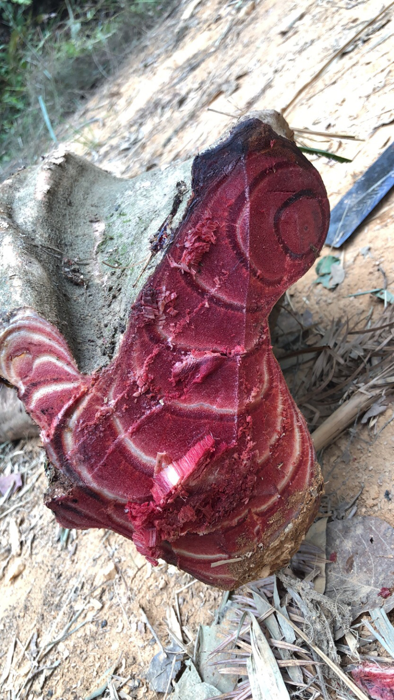 广西梧州本地野生鸡血藤鲜货干货