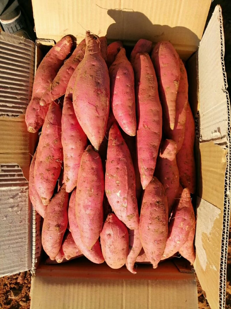 西瓜红红薯/有红沙黄沙/大量上市基地直发/欢迎咨询