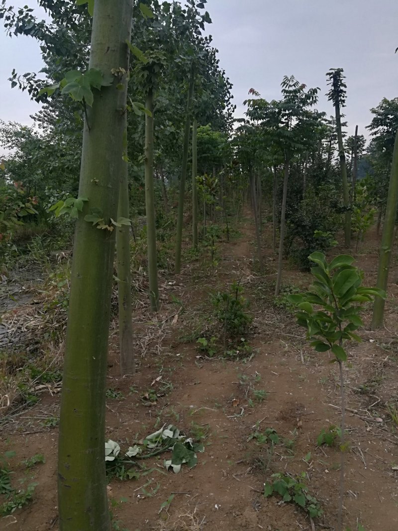 青桐