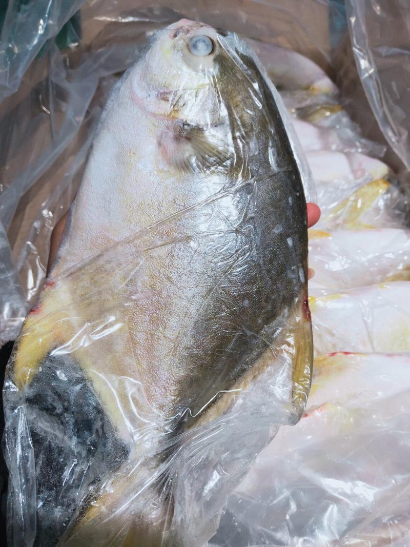 鲳鱼金鲳鱼单冻无冰衣500/600规格鲳鱼