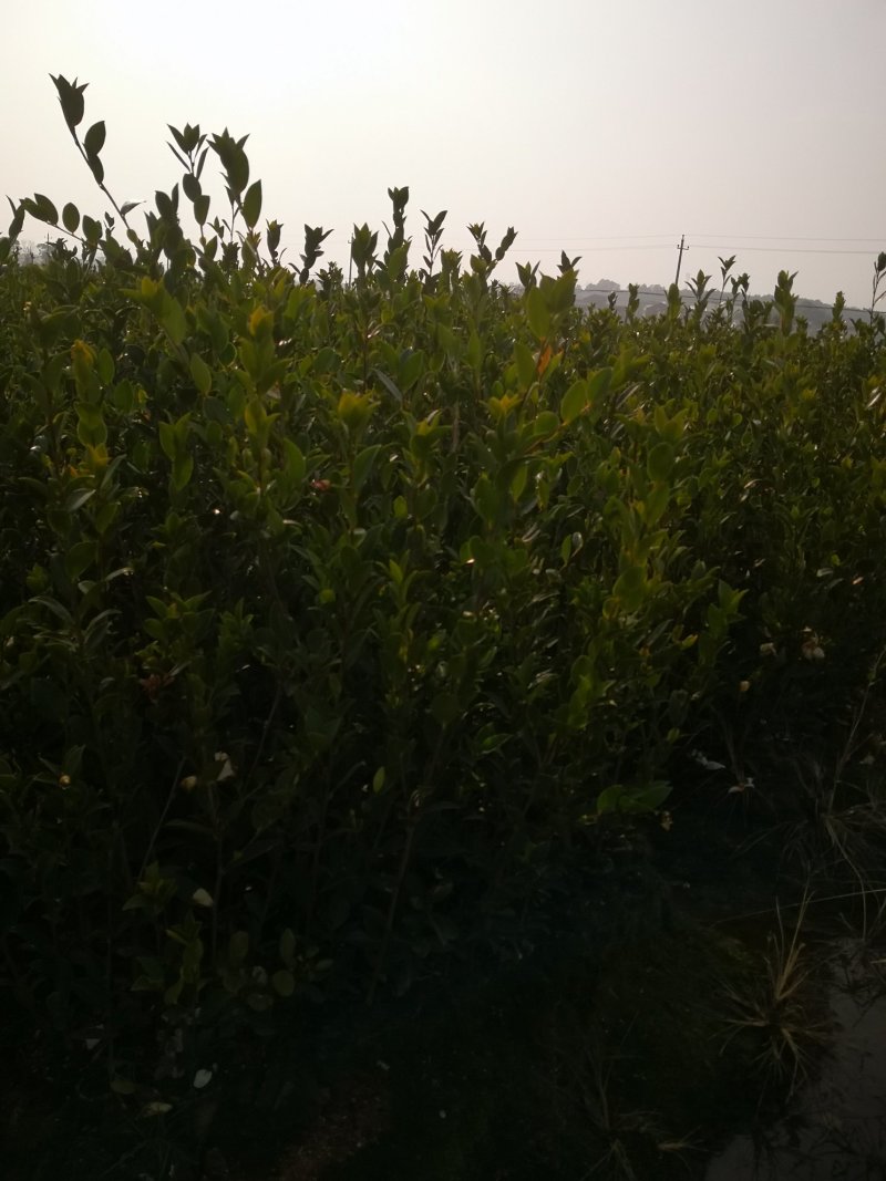 油茶苗，油茶树苗，高产嫁接油茶苗，大量供应