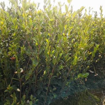 油茶苗，油茶树苗，高产嫁接油茶苗，大量供应