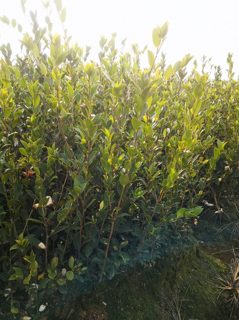 油茶苗，油茶树苗，高产嫁接油茶苗，大量供应