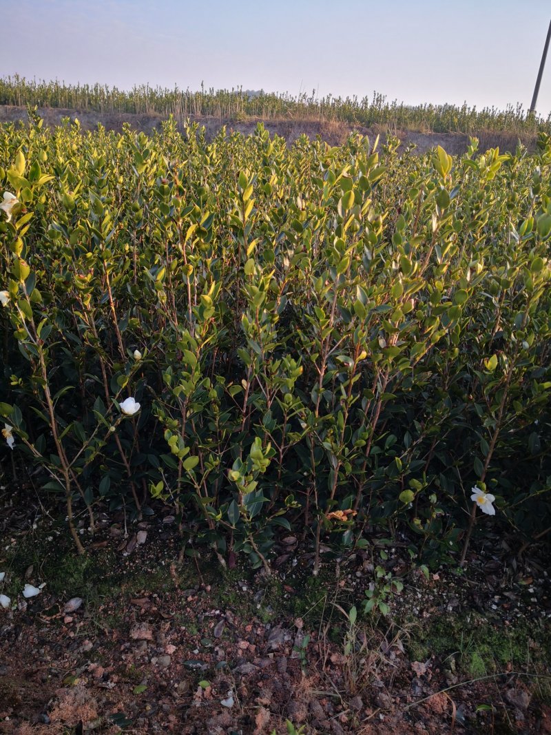 油茶苗，油茶树苗，高产嫁接油茶苗，大量供应