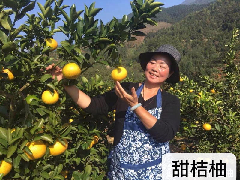 甜桔柚苗黄金桔柚太空桔柚苗柚子苗当年结果苗包正宗