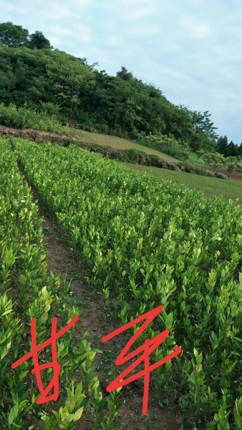 甘平柑桔苗(基地直供，品种纯正，量大从优