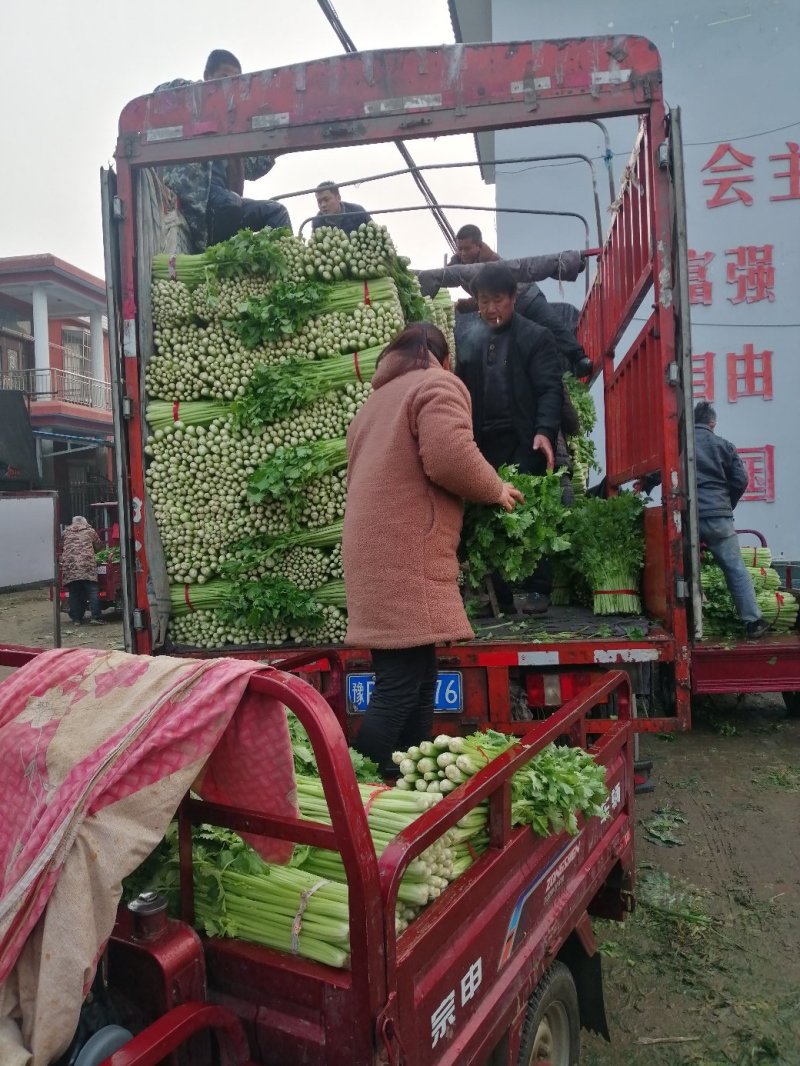 【优质西芹】大棚芹菜新鲜上市货源充足质优价廉支持视频看货