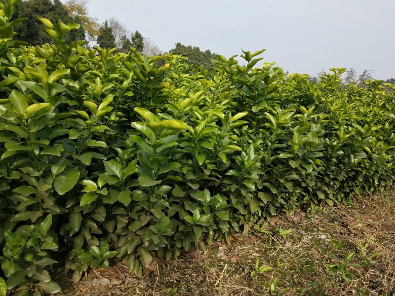 红心蜜柚苗0.5~0.8cm0.5~0.8m