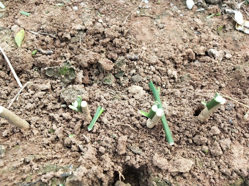 红心蜜柚苗0.5~0.8cm0.5~0.8m