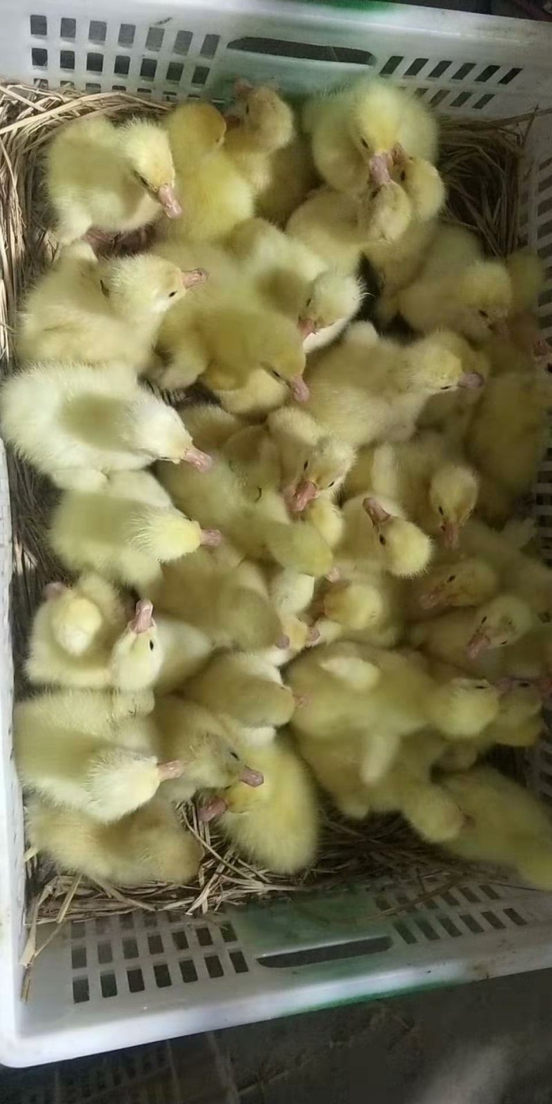 出售鹅苗