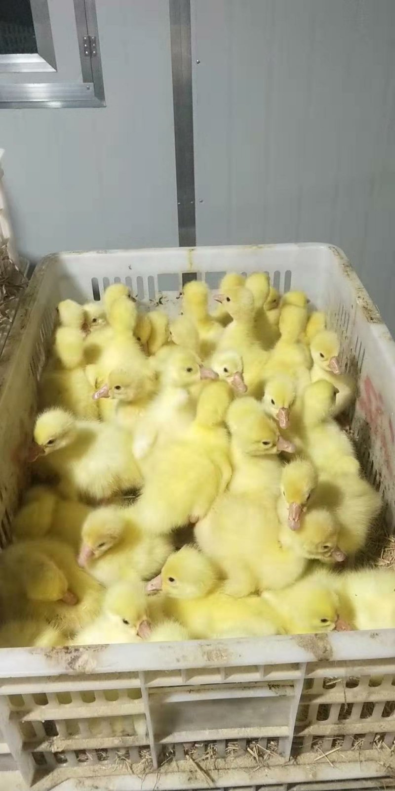 出售鹅苗