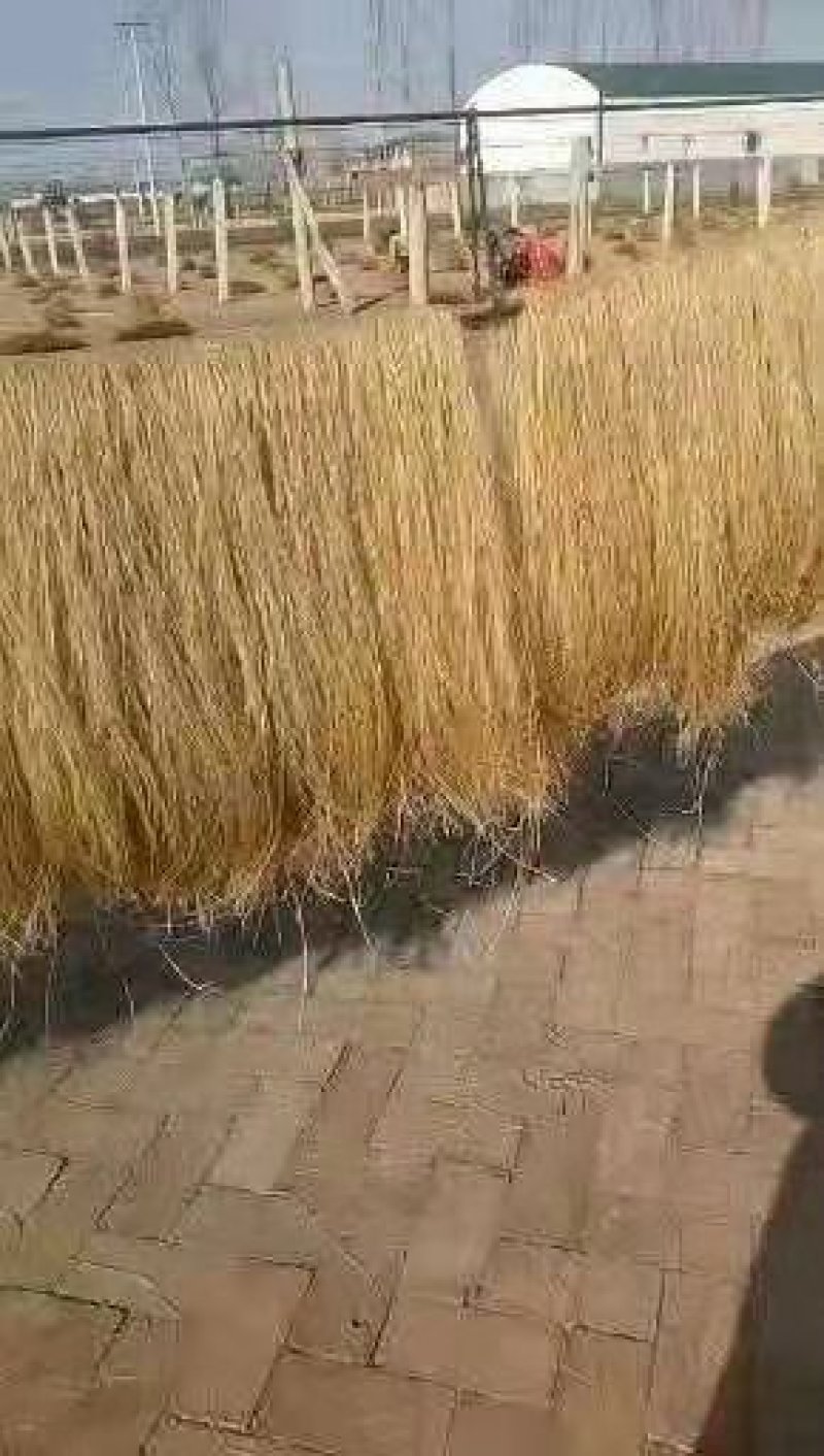 红薯粉条