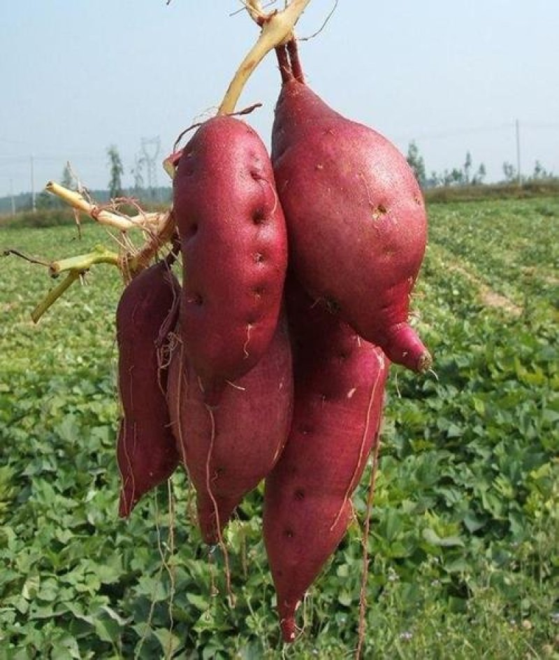 红薯粉条