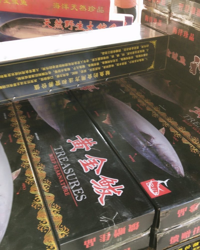 黄金鲃