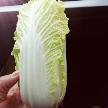 娃娃菜