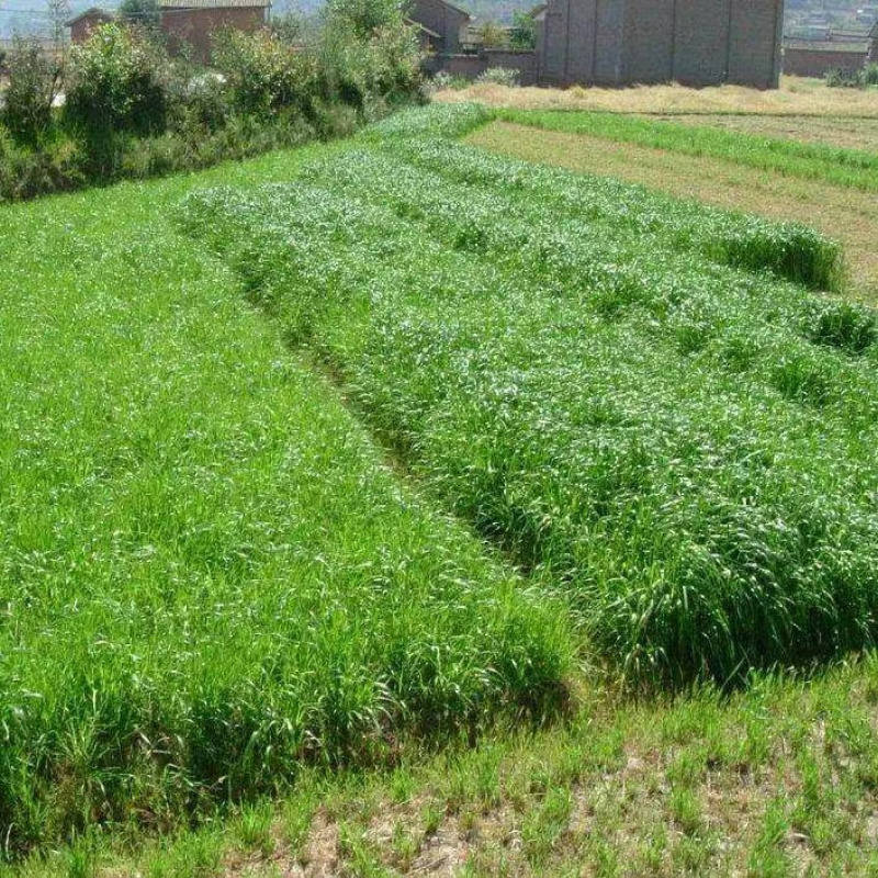 【聚便宜】黑麦草种子多年生黑麦草种子牧草型