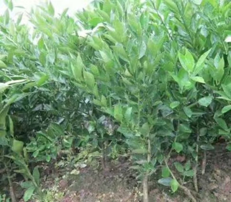 由良，华美七号，华美十四号，媛红椪柑，红公主