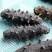 特级大连淡干辽参50头泡发10-12倍品质极好批发