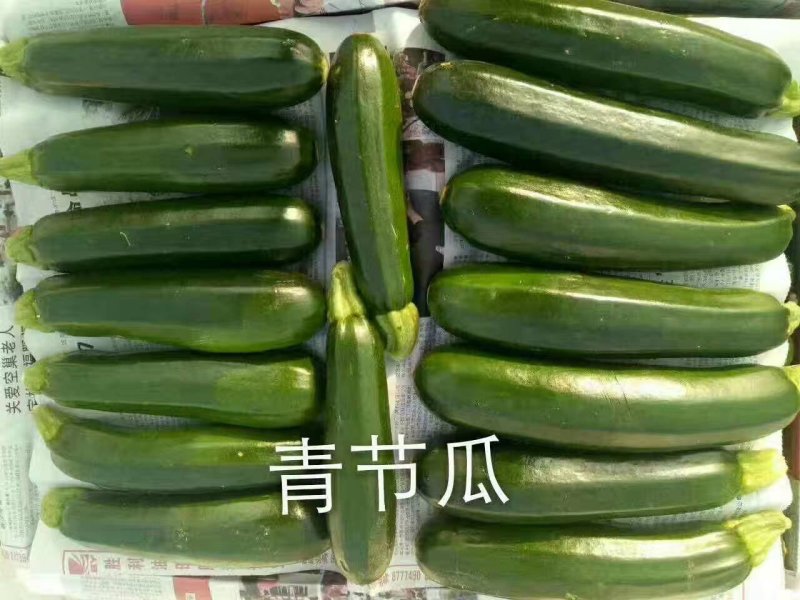 青黄节瓜，山东高品质~迎新老长久合作