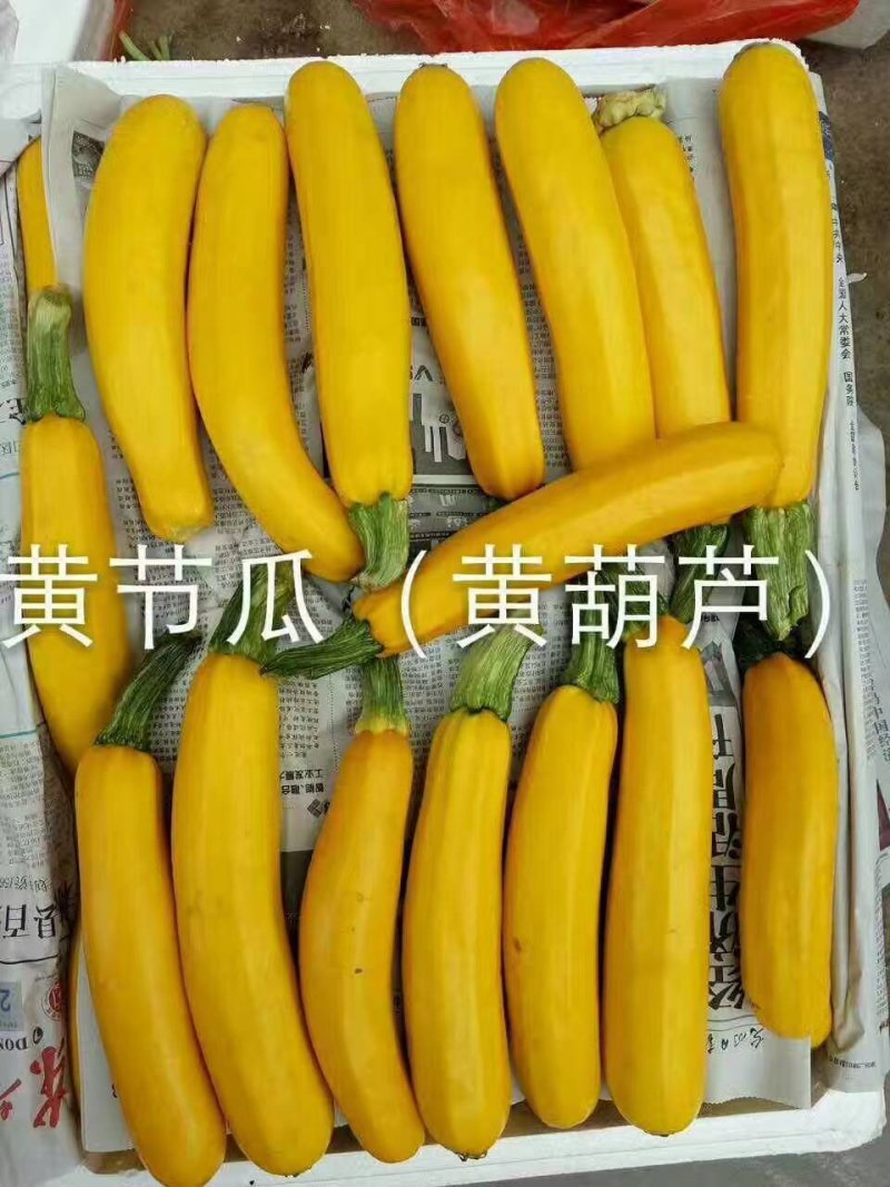 青黄节瓜，山东高品质~迎新老长久合作