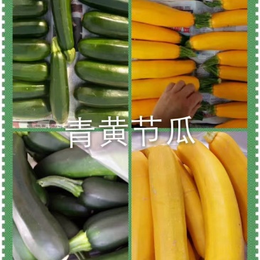 青黄节瓜，山东高品质~迎新老长久合作