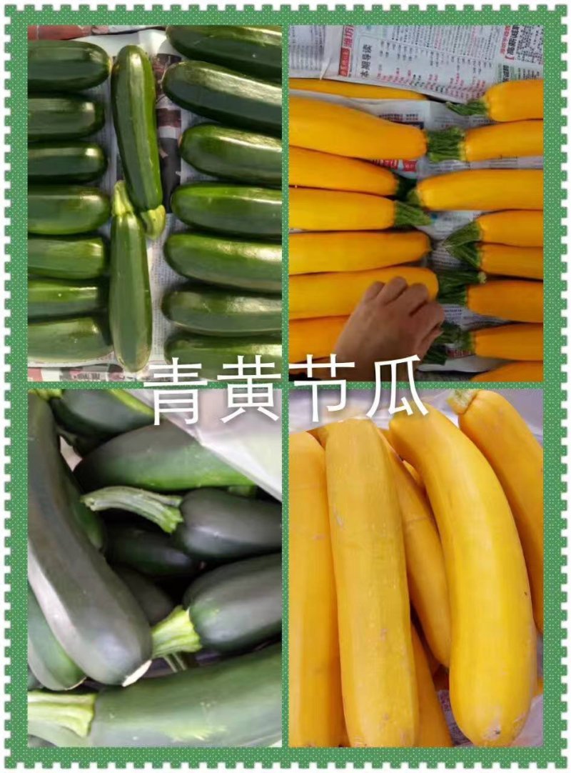 青黄节瓜，山东高品质~迎新老长久合作