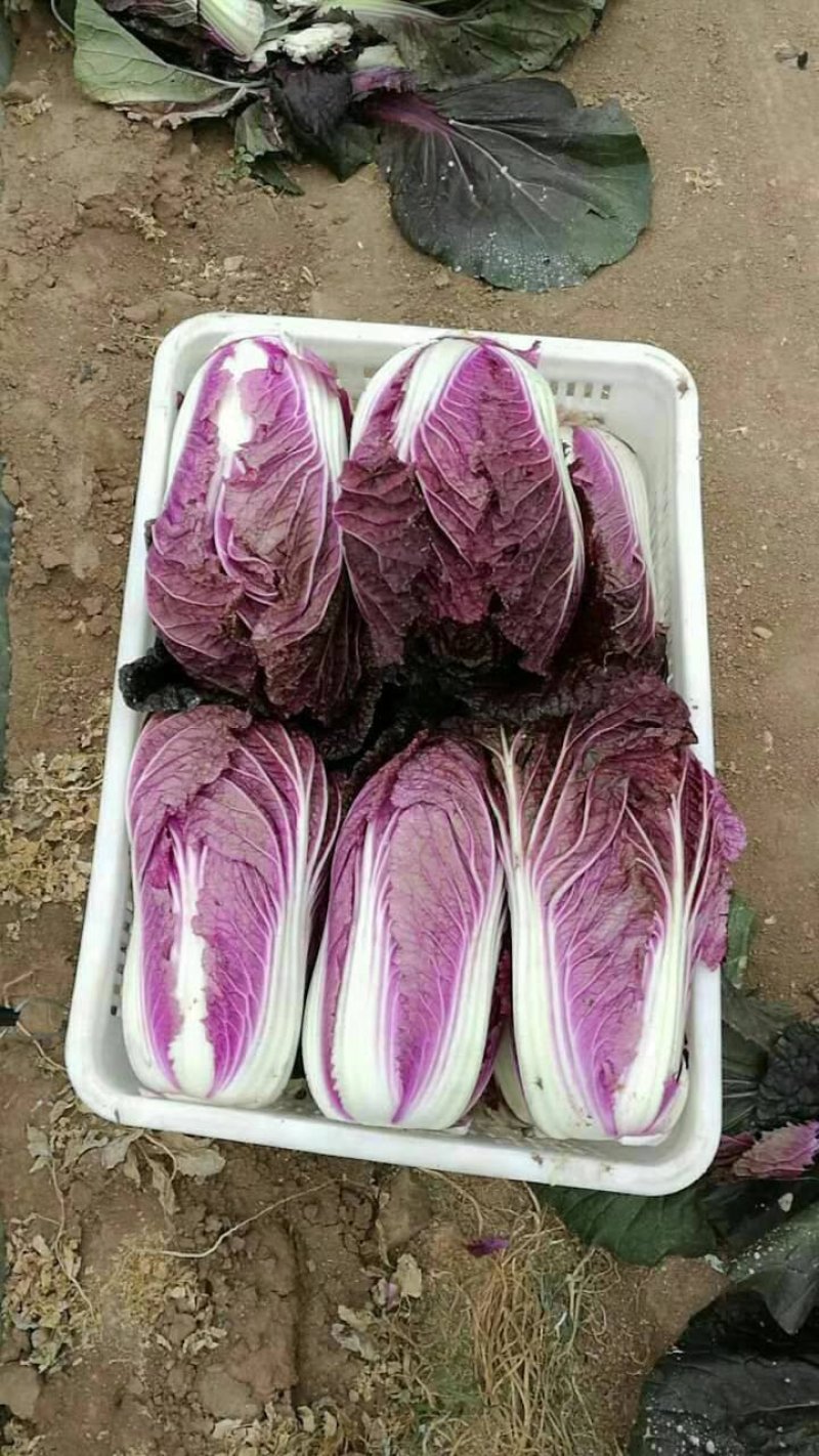 紫白菜
