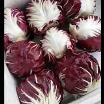 紫菊红地球红球